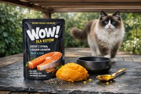 Opakowanie mokrej karmy dla kotów z łososiem i dynią oraz kot w tle